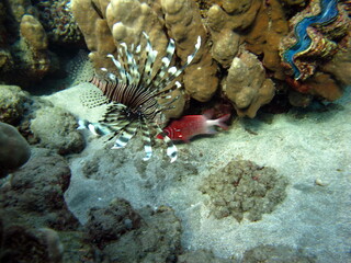 Colorful tropical fish on a coral reef, amazingly beautiful fairy world. In the coral gardens of the Red Sea.

