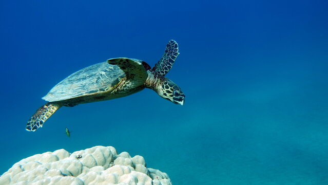 Hawksbill sea turtle (CR species) Hawksbill Turtle - Eretmochelys imbricata.