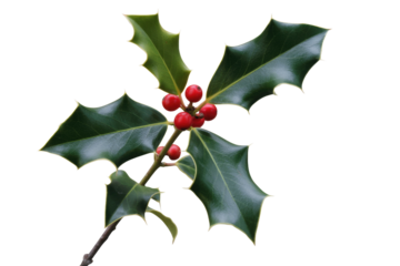 A vibrant holly branch featuring glossy, spiky green leaves and clusters of bright red berries, perfect for festive seasonal designs. background removed