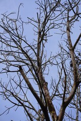 Bare Tree Branches Against a Clear Blue Sky.