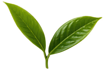 Two vibrant green leaves are connected by a single stem, showcasing their fresh texture, prominent veins, and healthy appearance. background removed