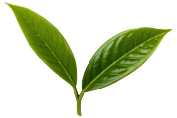 Two vibrant green leaves are connected by a single stem, showcasing their fresh texture, prominent veins, and healthy appearance. background removed