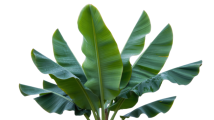 Vibrant green banana leaves, some adorned with fresh water droplets, create a lush tropical display against a clean background, evoking nature's purity and growth. background removed
