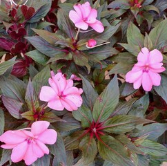 pink flowers in the garden