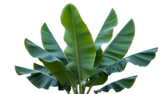 Vibrant green banana leaves, some adorned with fresh water droplets, create a lush tropical display against a clean background, evoking nature's purity and growth. background removed