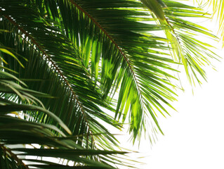 Close-up of vibrant green palm fronds illuminated by sunlight with isolated on transparent background