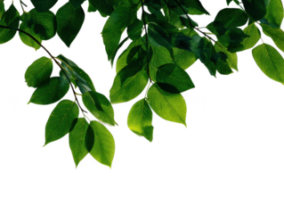 Lush green leaves bathed in sunlight against a deep isolated on transparent background