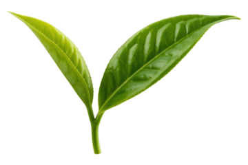 Two fresh, vibrant green tea leaves on a short stem, showcasing their rich color and delicate texture, ready for brewing. background removed