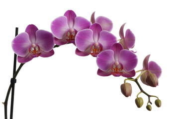 Obraz premium A stunning branch of vibrant pink and purple Phalaenopsis orchids with multiple elegant open blooms and developing buds, isolated on a clean background. background removed