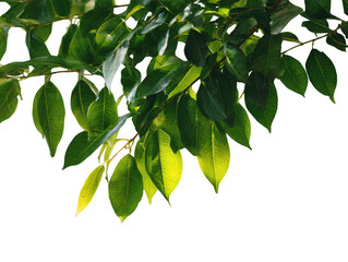 Obraz premium Close-up of lush green leaves with water droplets after rain in sunlight isolated on transparent background