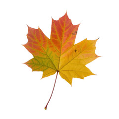 Obraz premium Vibrant maple leaf showcasing autumn's palette of red, orange, and yellow against a solid transparent background, captured in sharp detail. background removed