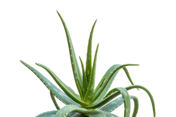 Obraz premium Vibrant aloe vera plant with thick, spiky, succulent leaves, known for health, beauty, and decor, on a transparent background. background removed