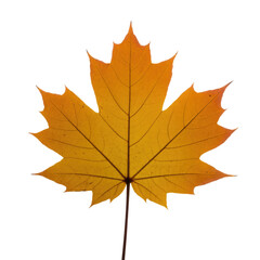 A single, backlit orange-yellow maple leaf, showcasing its intricate vein structure against a dark transparent background, symbolizing autumn's beauty and change. background removed