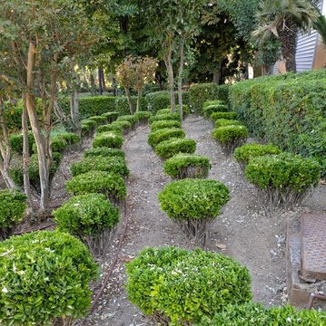 Paisaje con grupo de arbustos de boj con setos y &aacute;rboles en jard&iacute;n de parque p&uacute;blico 