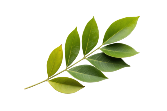 A fresh green leafy branch with multiple vibrant leaves, varying in shades of green and yellow, isolated on a deep transparent background. background removed