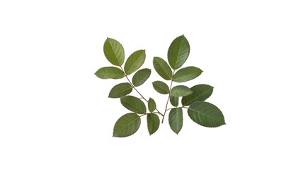Fototapeta premium Two vibrant green leafy branches with serrated edges, resembling rose leaves, arranged against a plain transparent background. background removed