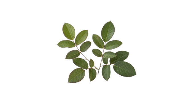 Two vibrant green leafy branches with serrated edges, resembling rose leaves, arranged against a plain transparent background. background removed