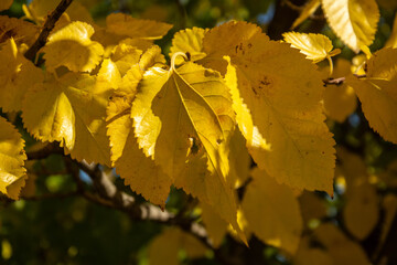 Close-up of golden autumn leaves on branch. Detailed macro of autumn foliage in warm sunlight. Perfect for backgrounds, fall promotions, or seasonal design.