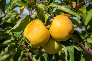Two ripe yellow apples growing on a tree branch. Perfect for organic food packaging, garden design, and harvest visuals.