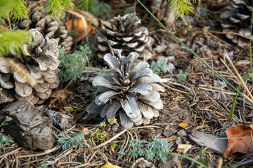 Pinecones and dry needles on forest floor closeup natural texture
