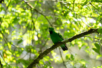 Whitehead’s Broadbill perched on a branch under bright sunlight