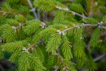 Fresh spruce needles in sunlight creating green natural background