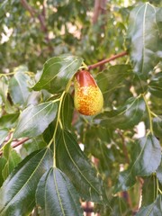 fruit on tree