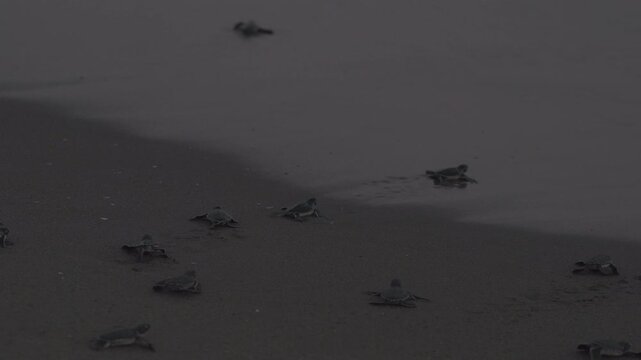 A crowded group of baby sea turtles are running to the sea. A late hours natural shot in slow motion.