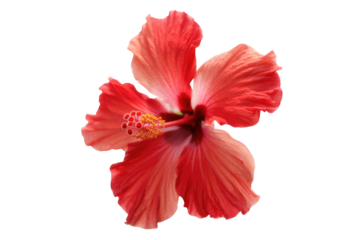 Vibrant red hibiscus flower with a prominent yellow stamen, centered against a solid transparent background. A beautiful tropical blossom. background removed