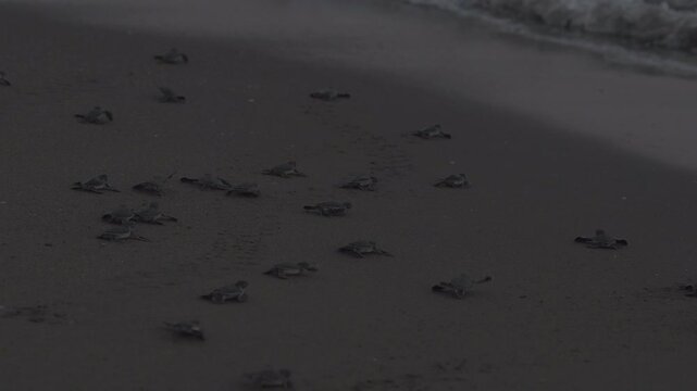 A large group of baby sea turtles are sunning on sand. Waves come and some of them are reaching to the sea. A very early time shot in slow motion.