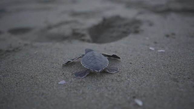 A tracking macro shot on a baby sea turtle running on sand.