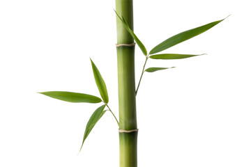 A vibrant green bamboo stalk with delicate leaves prominently displayed against a simple, solid dark transparent background, emphasizing natural elegance and serenity. background removed