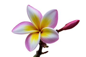 A beautiful pink, white, and yellow plumeria flower with a vibrant red bud, set against a dark transparent background. background removed