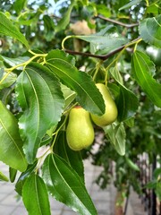 pear on tree