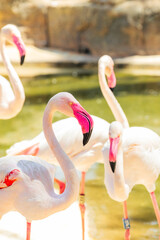 Naklejka premium flamingo in the zoo