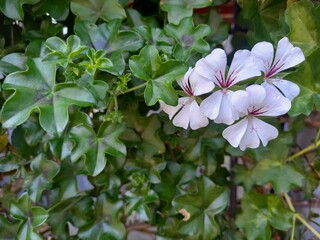 pink frangipani flower