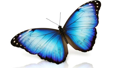 Fototapeta premium Stunning Blue Butterfly with Open Iridescent Wings and Reflection