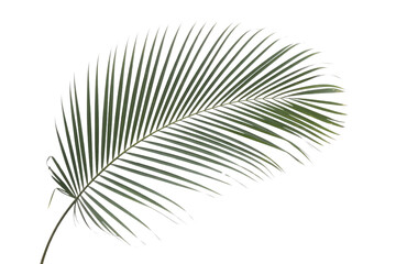 Fototapeta premium Elegant green palm leaf, isolated on a solid background. Ideal for tropical designs, summer themes, and nature-inspired projects. background removed