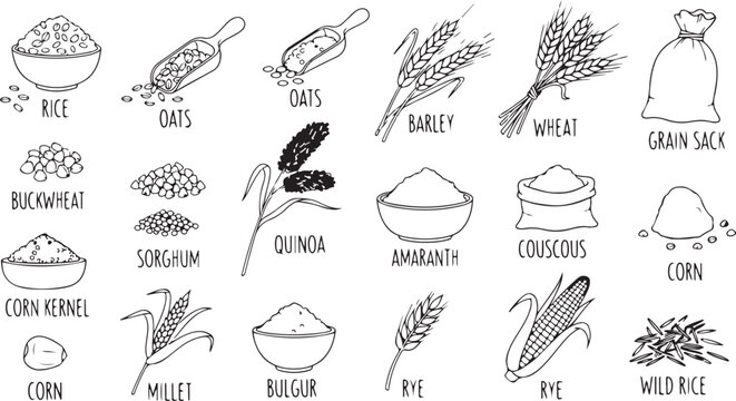 Grains and Cereals Doodle Icon Set, Hand Drawn Sketch Illustrations of Rice, Oats, Corn, Quinoa, Barley, Millet, Black and White Food Ingredient Art