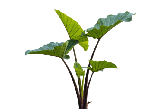 A vibrant green tropical plant features large, wavy-edged leaves and dark stems, set against a solid transparent background for a clean, isolated look. background removed