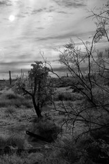 Sonora Desert Arizona in Infrared