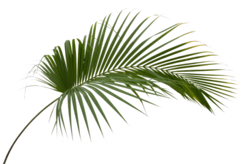 A single vibrant green palm frond gracefully curves, displaying its slender leaflets against a plain background, perfect for tropical designs. background removed