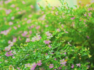 Close-up of a bush of small pink flowers with bright green leaves in a garden under soft sunlight and a blurred background.