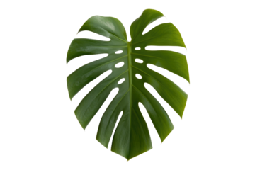 A vibrant, lush green Monstera deliciosa leaf, showcasing its distinctive splits and holes, isolated against a solid transparent background. background removed