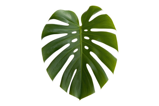 A vibrant, lush green Monstera deliciosa leaf, showcasing its distinctive splits and holes, isolated against a solid transparent background. background removed