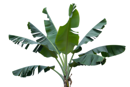 A vibrant banana plant with lush green leaves, showcasing its tropical beauty and natural growth, isolated on a solid transparent background. background removed - Powered by Adobe