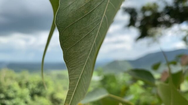 Close up view of the green color of the mountain and the leaves of the Bo tree