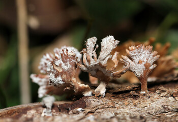 粗い毛に覆われた茶色と灰白色のスエヒロタケ茸（アウトドアフィールド菌＆キノコ類マクロ撮影）