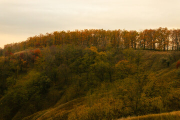 Fototapeta premium Hilltop forest glowing with golden leaves in sunset light