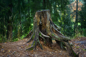Weathered Tree Stump with Exposed Roots in a Forest